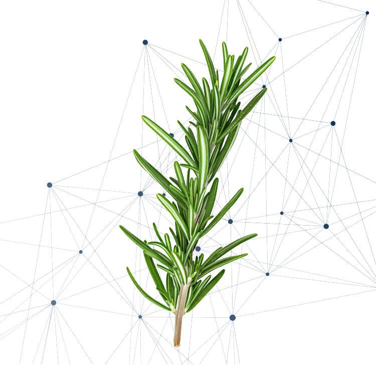 Green rosemary sprig set against a white backdrop overlaid with a network of thin gray lines and blue nodes